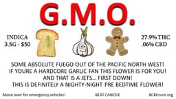 GMO